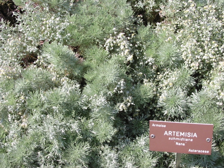 ARTEMISIA SCHMIDTIANA NANA