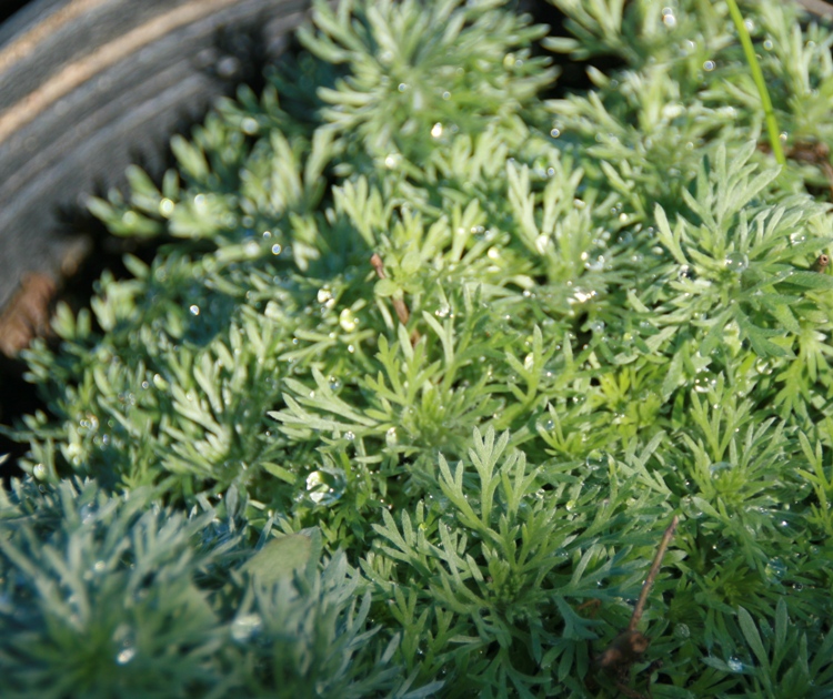 ARTEMISIA SCHMIDTIANA NANA