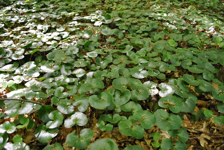 ASARUM EUROPAEUM