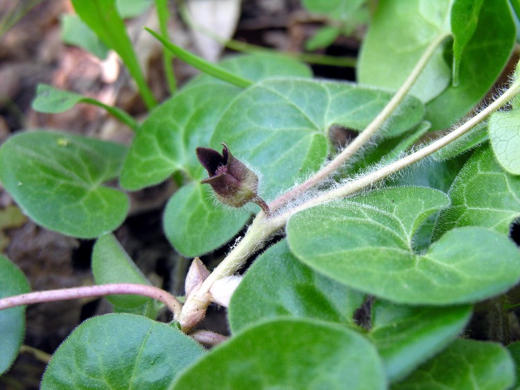 ASARUM EUROPAEUM