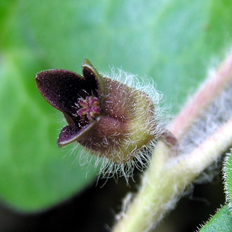ASARUM EUROPAEUM