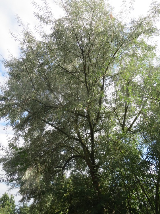 ELAEAGNUS ANGUSTIFOLIA