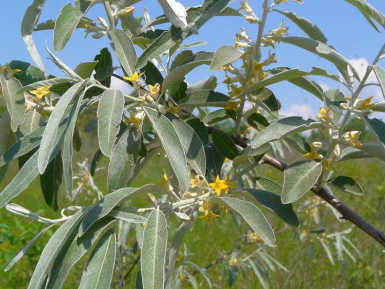 ELAEAGNUS ANGUSTIFOLIA