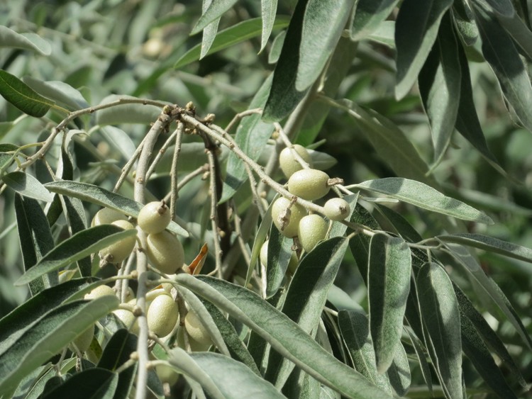 ELAEAGNUS ANGUSTIFOLIA