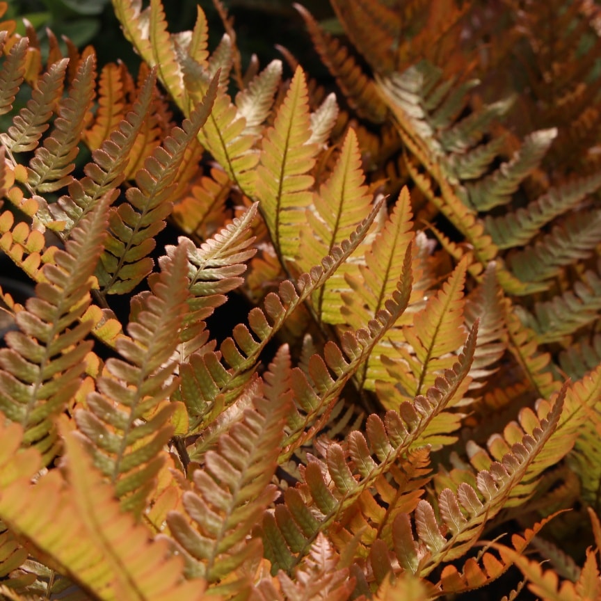 DRYOPTERIS ERYTHROSORA