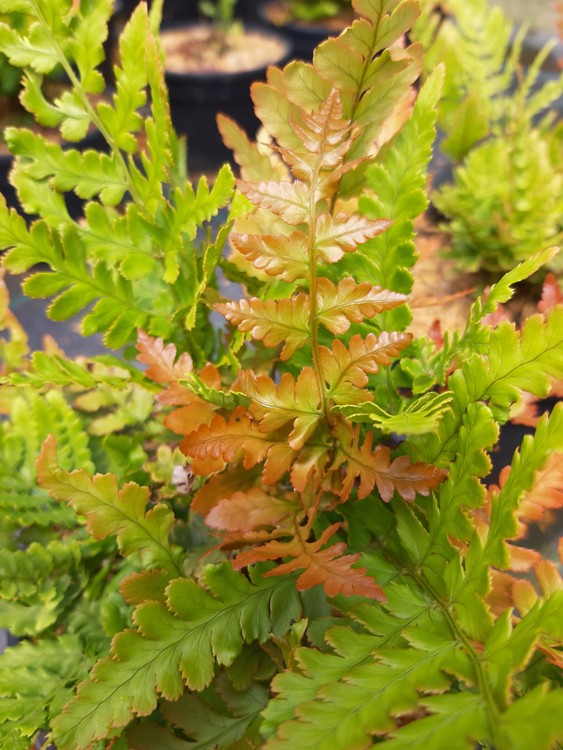 DRYOPTERIS ERYTHROSORA