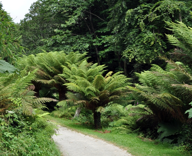 DICKSONIA ANTARTICA