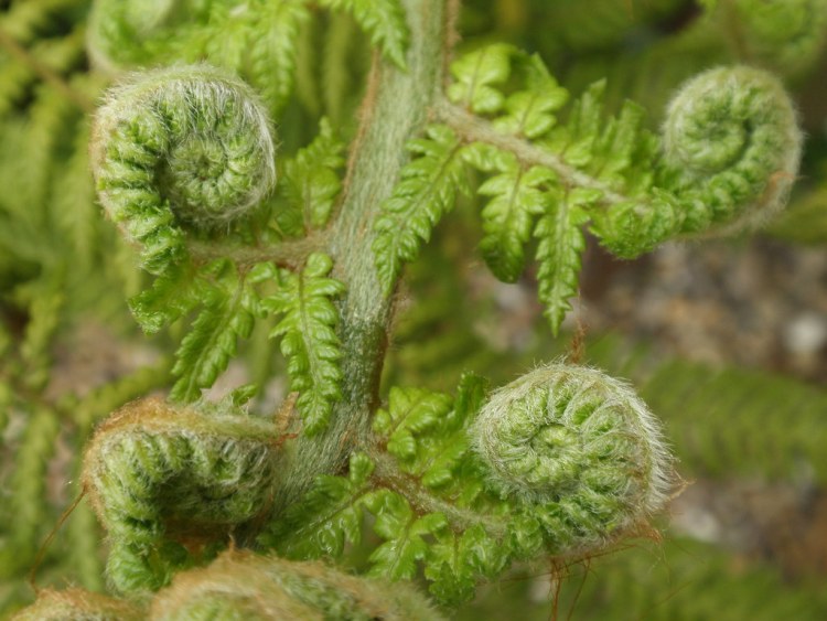 DICKSONIA ANTARTICA