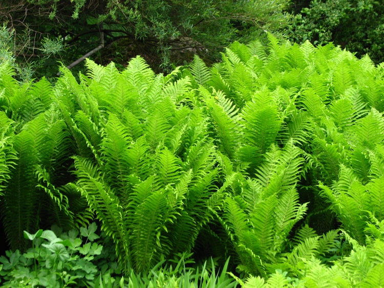 MATTEUCCIA STRUTHIOPTERIS