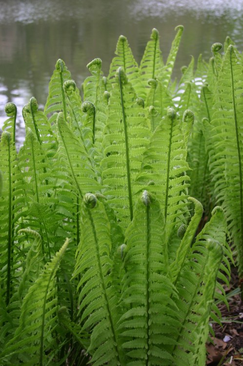 MATTEUCCIA STRUTHIOPTERIS