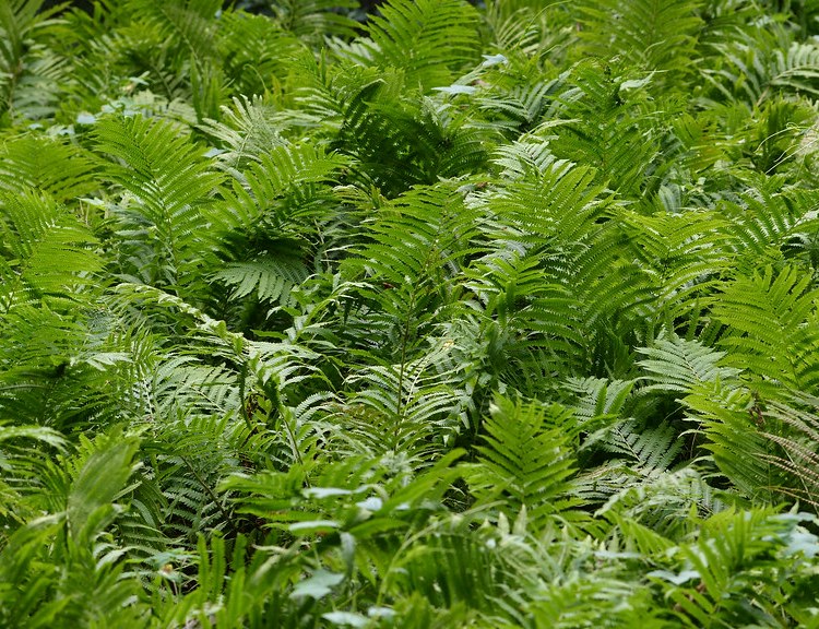 MATTEUCCIA STRUTHIOPTERIS