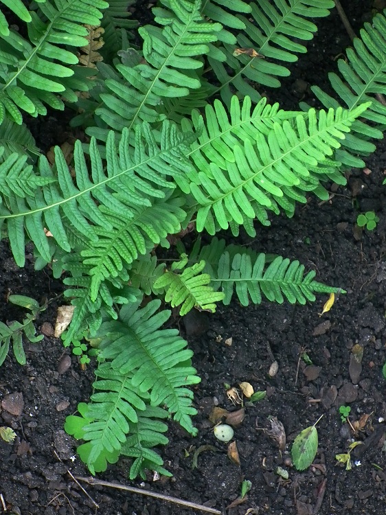 POLYPODIUM VULGARE
