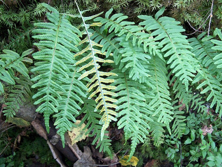 POLYPODIUM VULGARE