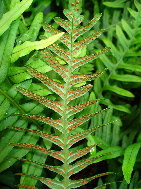 POLYPODIUM VULGARE