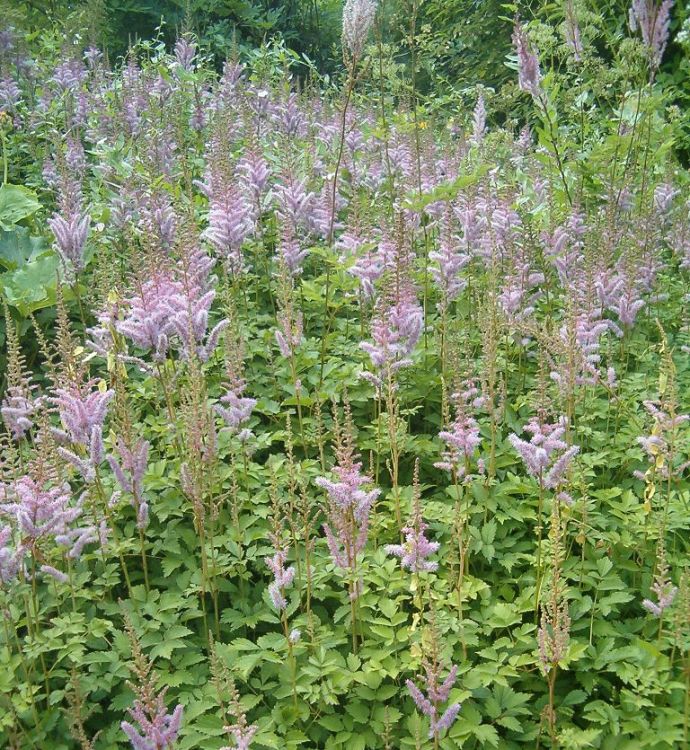 ASTILBE CHINENSIS PUMILA
