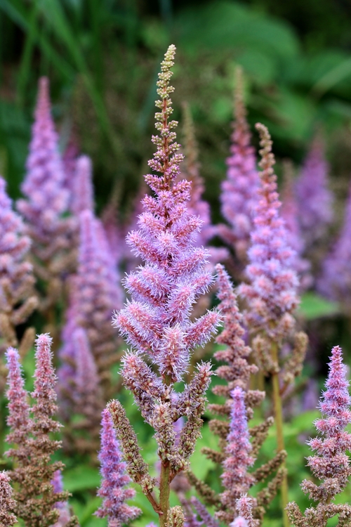 ASTILBE CHINENSIS PUMILA