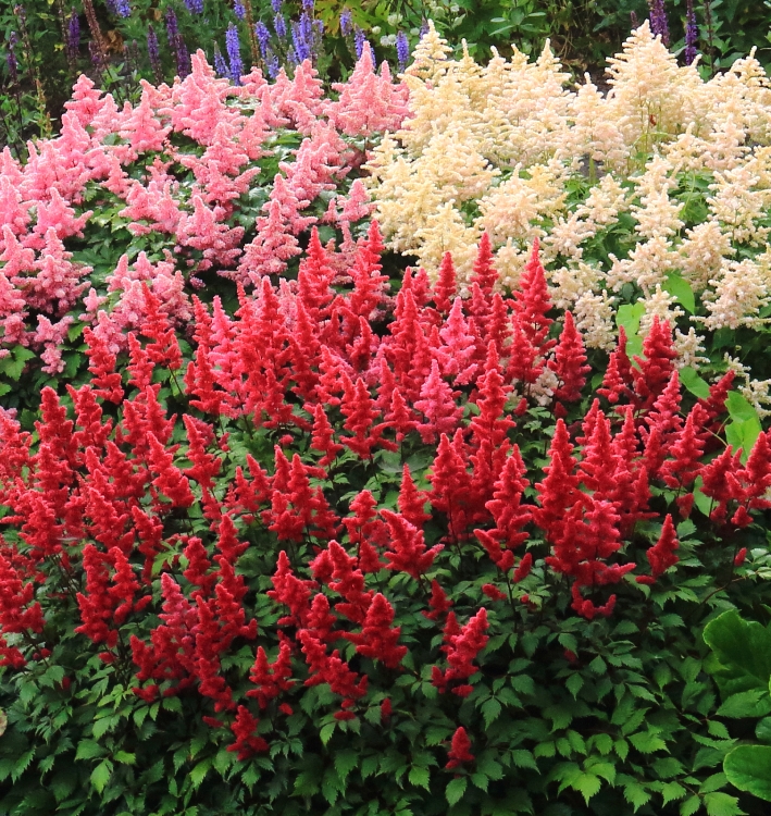ASTILBE IN VARIETA'