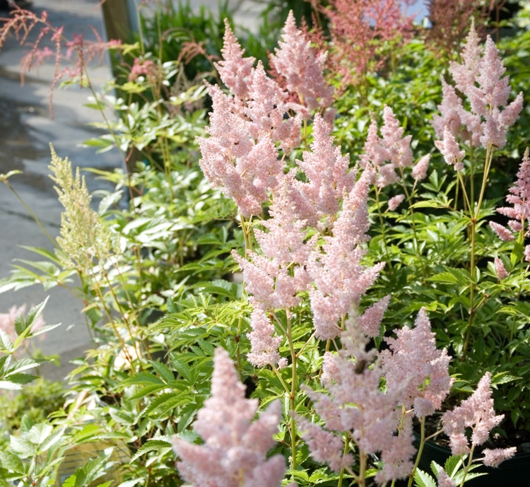 ASTILBE IN VARIETA'