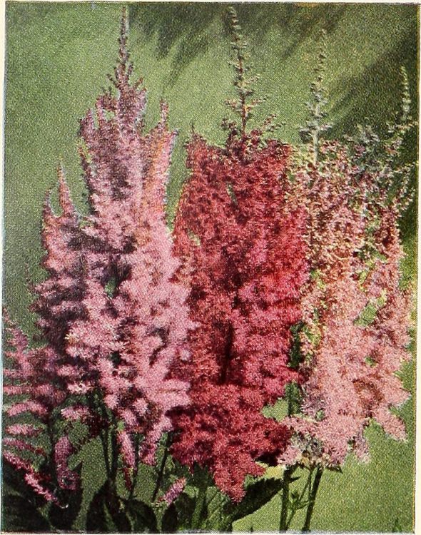 ASTILBE IN VARIETA'