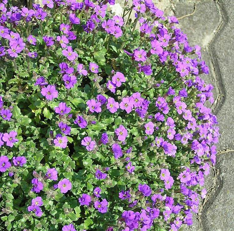 AUBRIETA DELTOIDEA