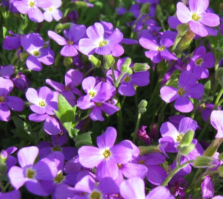 AUBRIETA DELTOIDEA