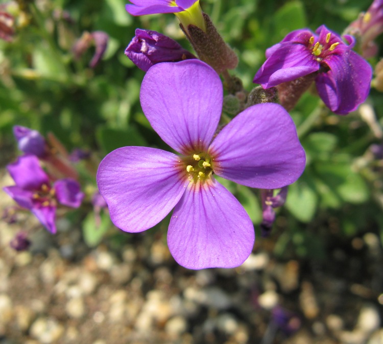 AUBRIETA DELTOIDEA