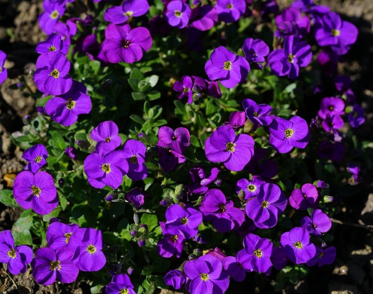 AUBRIETA HYBRIDA AUDREY BLUE SHADES