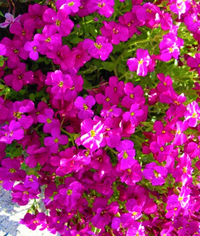 AUBRIETA HYBRIDA AUDREY RED PURPLE