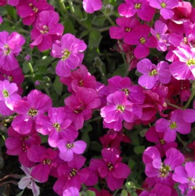 AUBRIETA HYBRIDA AUDREY RED PURPLE