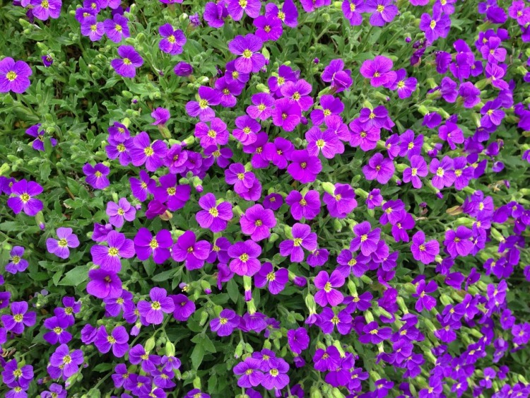 AUBRIETA HYBRIDA DOWNERS