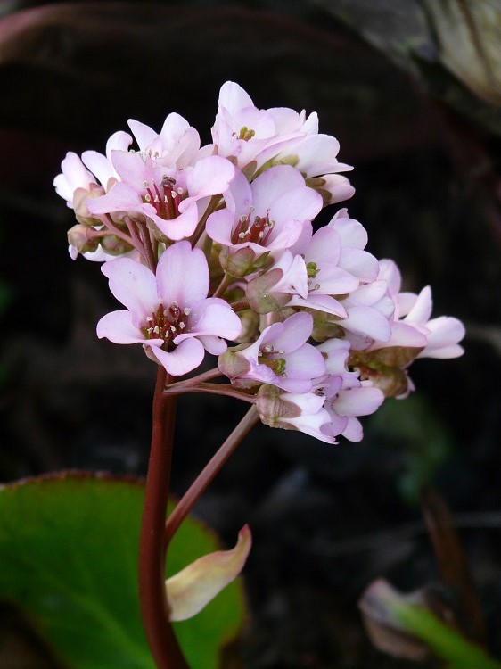 BERGENIA CORDIFOLIA BABY DOLL