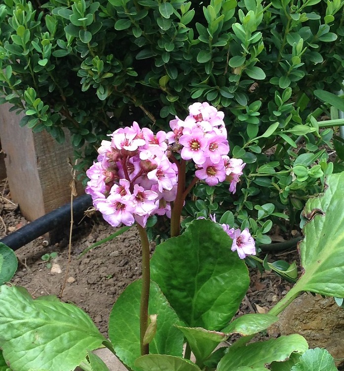 BERGENIA CORDIFOLIA BABY DOLL