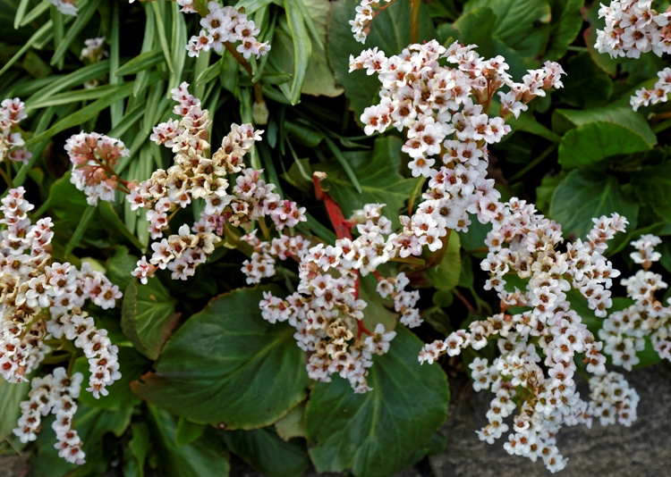 BERGENIA CORDIFOLIA BRESSINGHAM WHITE