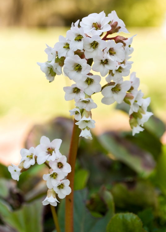 BERGENIA CORDIFOLIA BRESSINGHAM WHITE