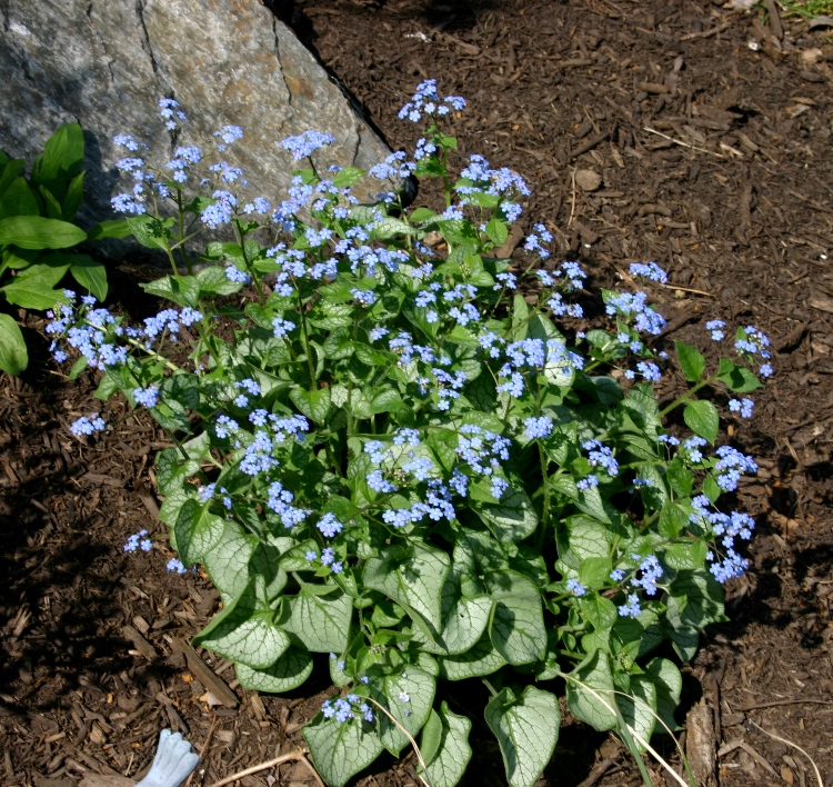 BRUNNERA MACROPHYLLA JACK FROST