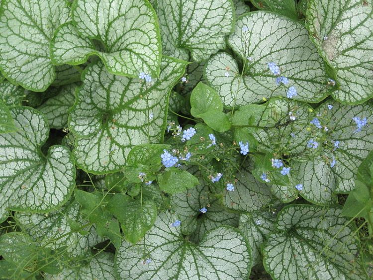 BRUNNERA MACROPHYLLA JACK FROST