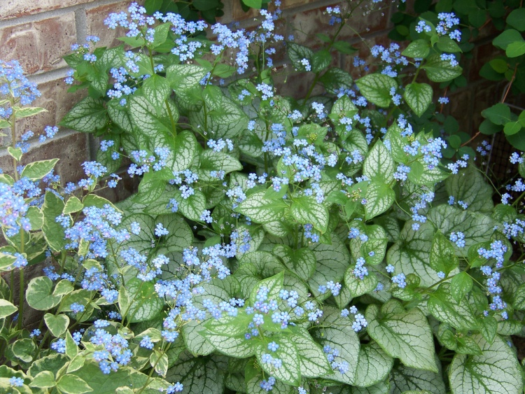 BRUNNERA MACROPHYLLA JACK FROST