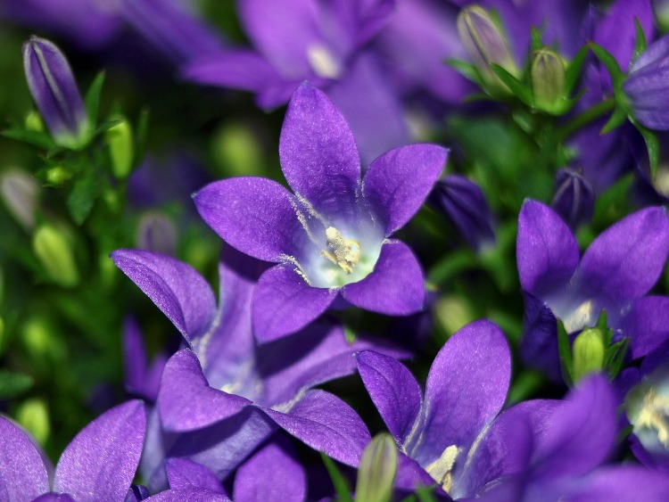 CAMPANULA