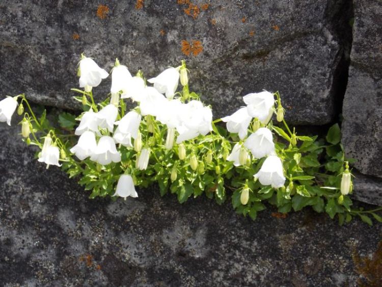 CAMPANULA COCHLEARIFOLIA ALBA