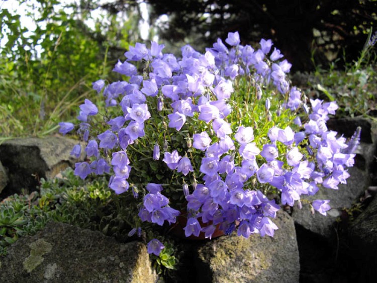 CAMPANULA COCHLEARIIFOLIA