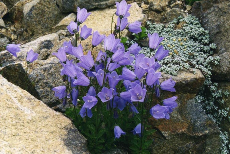 CAMPANULA COCHLEARIIFOLIA