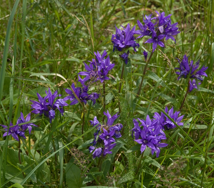 CAMPANULA GLOMERATA ACAULIS
