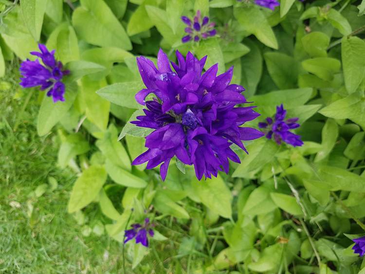 CAMPANULA GLOMERATA ACAULIS