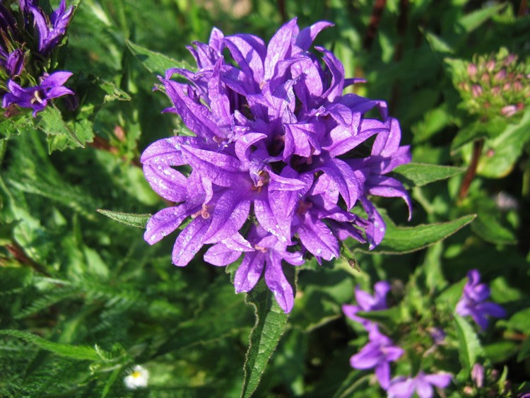 CAMPANULA GLOMERATA ACAULIS