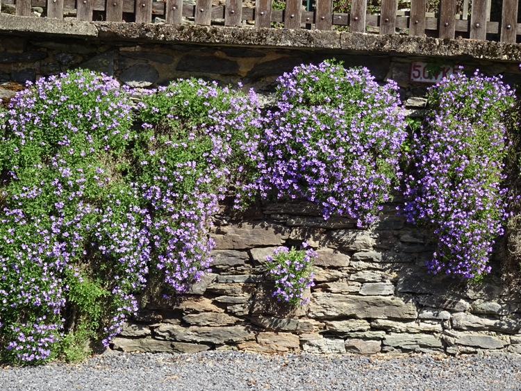 CAMPANULA PORTENSCHLAGIANA IN VARIETA'