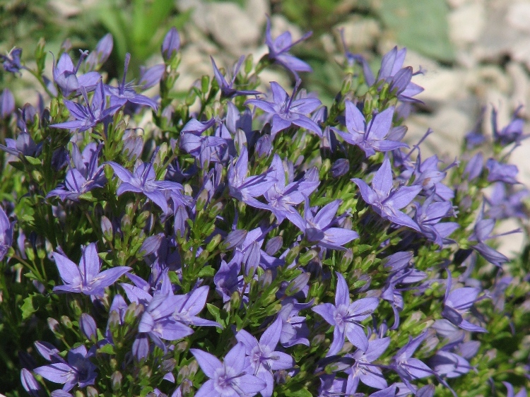 CAMPANULA PORTENSCHLAGIANA IN VARIETA'