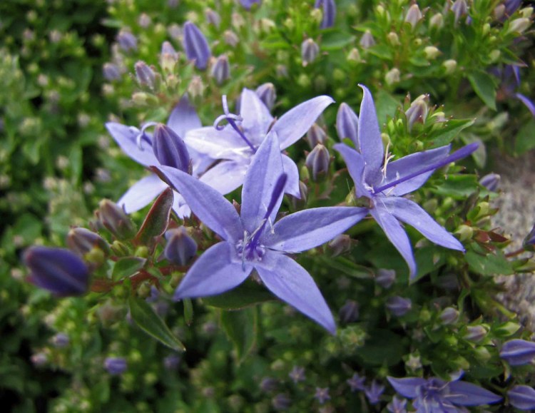 CAMPANULA PORTENSCHLAGIANA IN VARIETA'