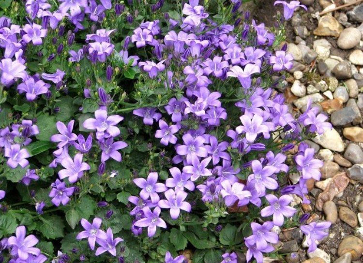 CAMPANULA PORTENSCHLAGIANA RESHOLT