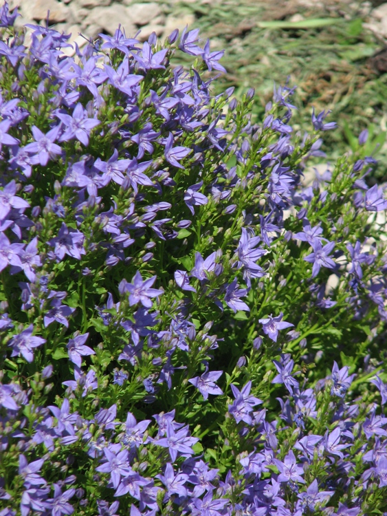 CAMPANULA PORTENSCHLAGIANA STELLA