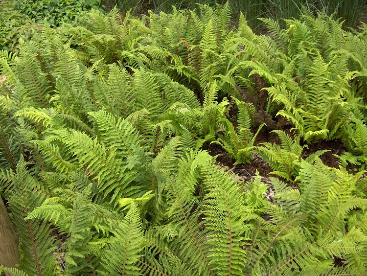 POLYSTICHUM SETIFERUM